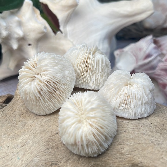 4 REAL White “Cap” Mushroom  Corals LOT Nautical Coastal Collecting aquarium - Picture 4 of 17